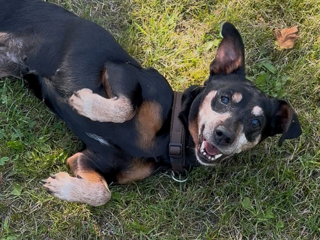 Erfolgsgeschichte Kimmi